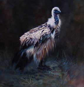 "Young Vulture"